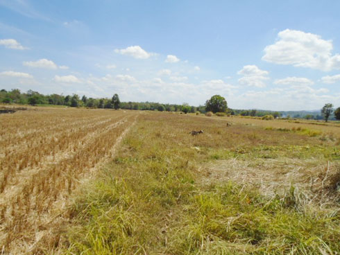 Agricultural in Lot 892, Brgy. Daldalayap, San Clemente, Tarlac (interior) - Foreclosed Property