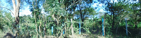Agricultural in Lot 1, Psd-03-008603, Brgy. 9, Poblacion San Pedro, Gen. Tinio, Nueva Ecija (Interior) - Foreclosed Property