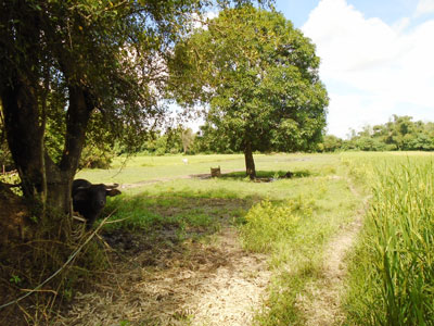 Agricultural in Lot 3113-C-1, Purok 6, Brgy. San Jose, Gerona, Tarlac (Interior) - Foreclosed Property