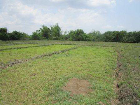 Agricultural in Lot 8603-C, Brgy. San Sotero, Santa Ignacia, Tarlac (Interior) - Foreclosed Property