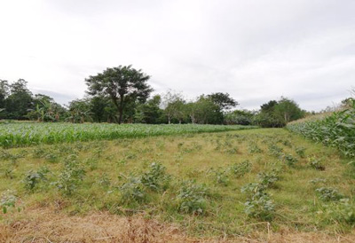 Agricultural in Lot 564-A, PSD-015545-027314, Brgy. Malibong, Urbiztondo, Pangasinan - Foreclosed Property