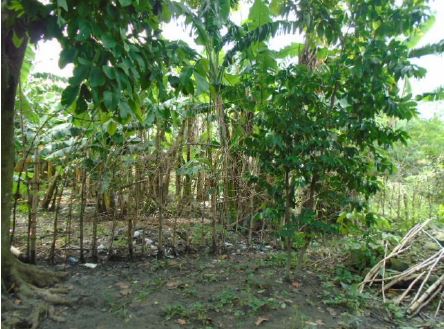 Agricultural in Lot 8-I, Brgy. Coral-Iloco, Ramos, Tarlac (Interior) - Foreclosed Property