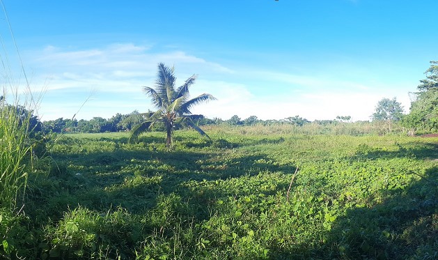 Vacant Lot in Various lots, Gubat - Prieto Diaz Road, Brgy. Cogon, Gubat, Sorsogon - Foreclosed Property