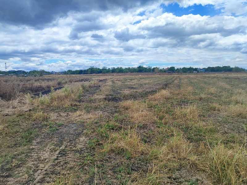 Agricultural in Lot 4136-E-3, Lot 4136-E-4, Bo. Patalac, Cabanatuan City, Nueva Ecija - Foreclosed Property
