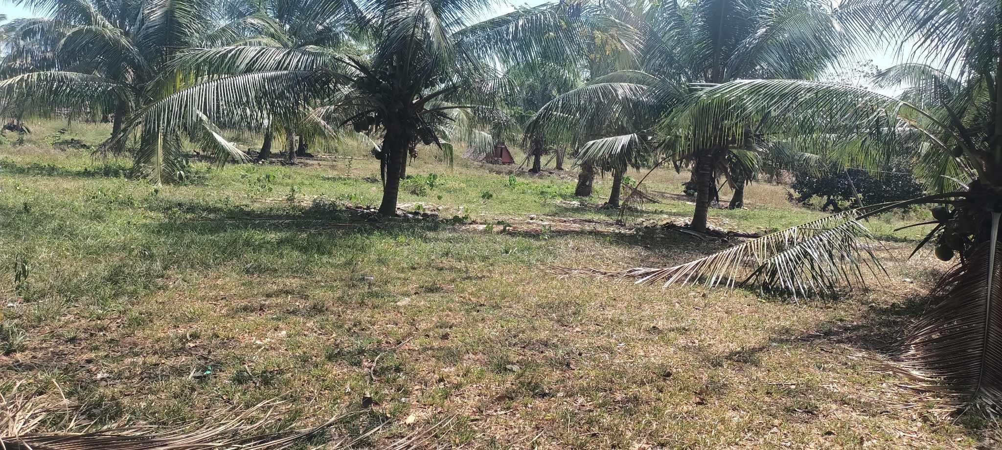 Vacant Lot in Lot 787-B-4-F, Barangay Road, Brgy. Burgos, Cadiz City, Negros Occidental - Foreclosed Property