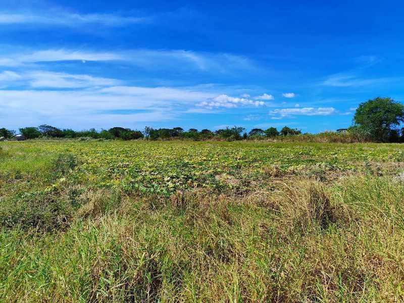 Agricultural in Lot 1657-B-7, Brgy. Bagong Sikat, San Jose, Occidental Mindoro - Foreclosed Property